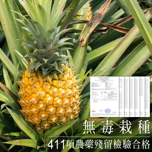 屏東金鑽鳳梨-鳳梨禮盒--Taiwan Fruit Export - Pineapple Export - Banana Export-弘運吉食